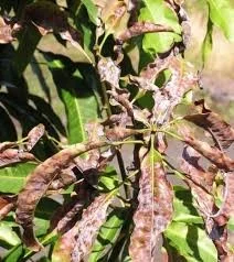 Powdery Mildew